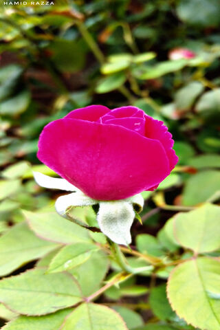Blossoming Beauty: The Enchanting Rose 🌹