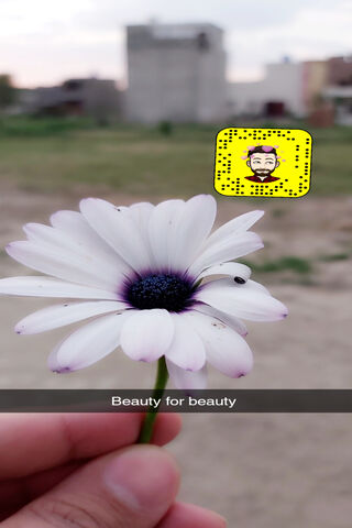 Nature's Elegance: A Flower's Whisper 🌼✨