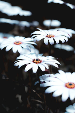 Daisy Dreams: A Floral Symphony 🌼✨