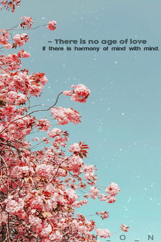 Blossoms of Love 🌸✨