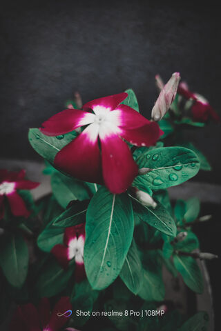 Blooming Beauty: The Vibrant Vinca