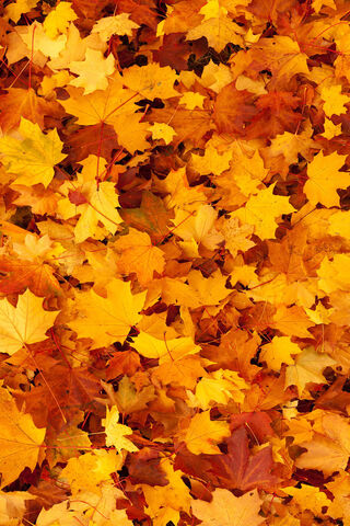Fall Leaves