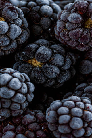 Berry Bliss: The Allure of Blueberries 🍇✨