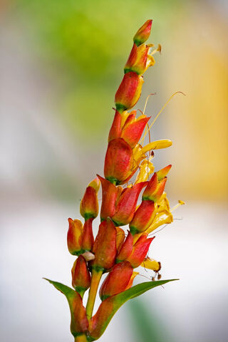 Vibrant Blooms of Natur..