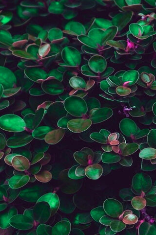 Green Leaves