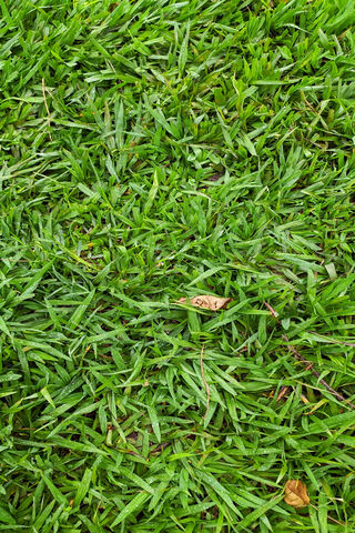 Lush Green Serenity: A Close-Up of Nature's Carpet 🌿✨