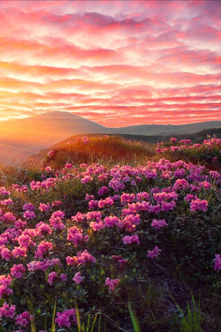 Sunset Blooms: The Beauty of Gokyuzu Cicekler 🌸🌅