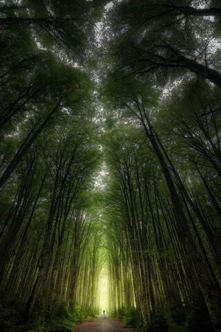 Whispers of the Green Forest 🌳✨