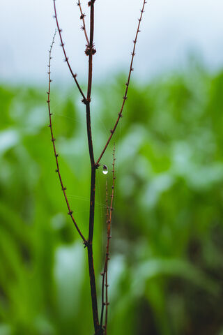 Gota De Lluvia