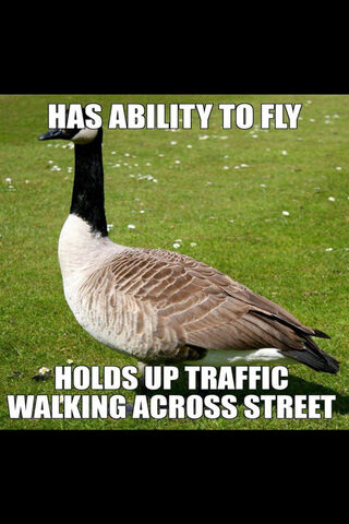 Goose on the Loose! 🦢🚦