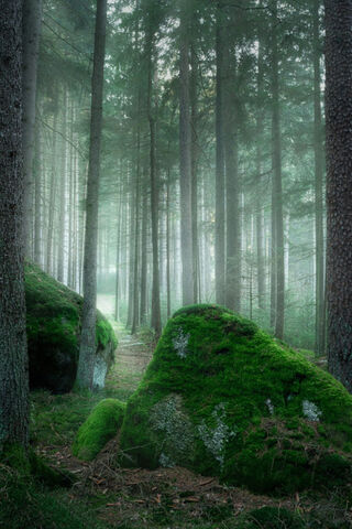 Enchanted Green Forest 🌲✨