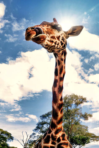 Reaching for the Sky: The Majestic Giraffe 🌞🦒