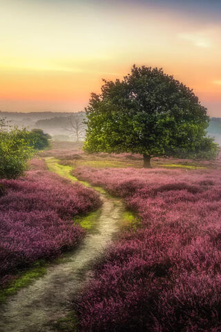 Serenity in the Green Tree 🌳✨