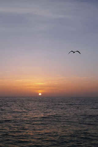Gaviota at Sunset: A Serene Flight