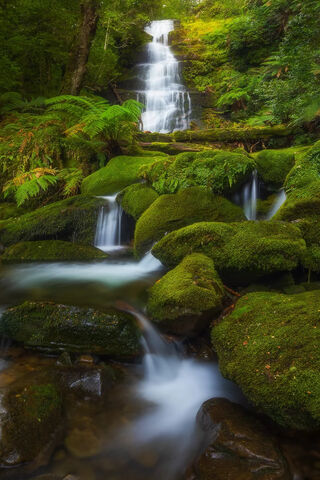 Whispers of the Green Oasis 🌿💧