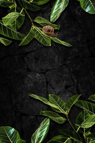 Green Leaves