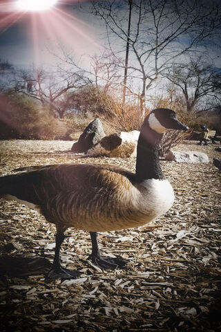 Goose on the Go! 🦢✨