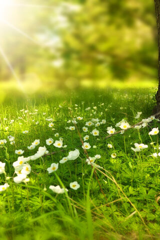 Sunlit Serenity: A Meadow of Dreams 🌼☀️