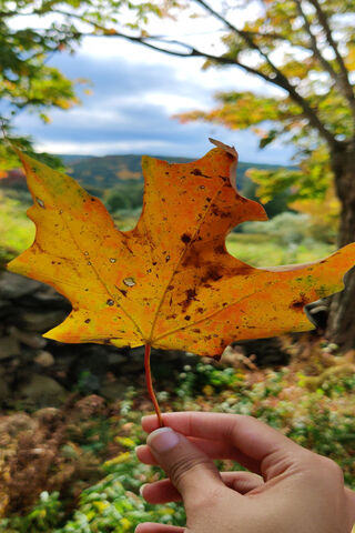 Hello Fall