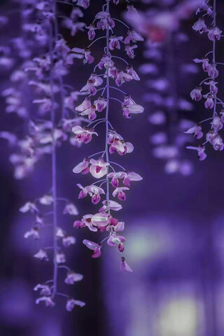 Whispers of Elegance: The Hanged Blooms