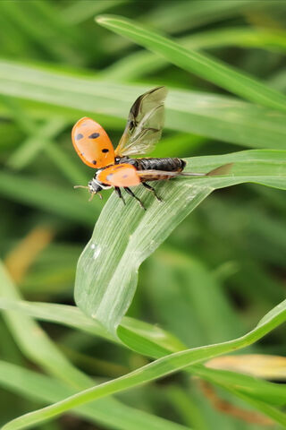 Nature's Tiny Marvels: The Ladybug in Flight 🐞✨