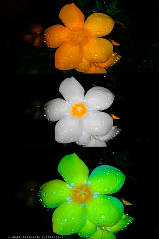 Vibrant Blooms of India..