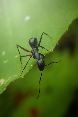 Ants: Nature's Tiny Architects 🐜🌿