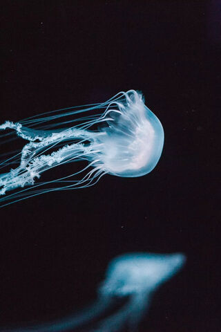 Mystical Dance of the Jellyfish 🌊✨