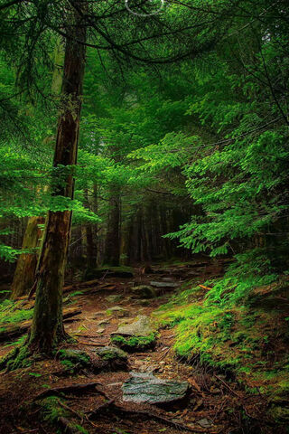 Mystical Green Haven 🌿✨