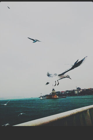 Kus: Dance of the Seagulls