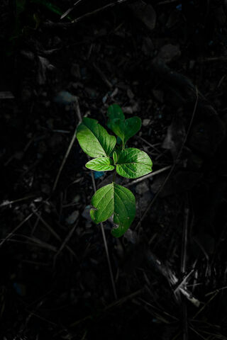 Leaf