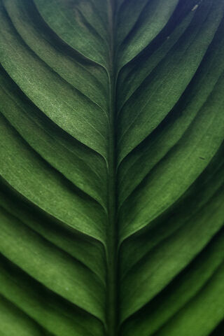 Nature's Green Canvas: ..