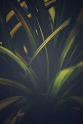 LENSBUG: Nature's Hidden Wonders 🌿✨