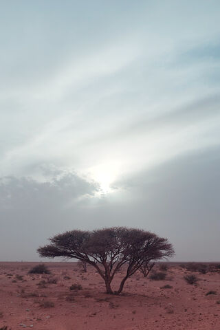Solitary Sentinel of the Desert 🌳✨