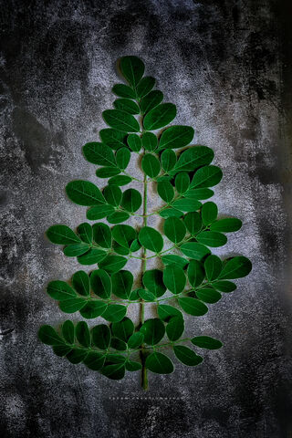 Nature's Artistry: The Leafy Elegance 🍃