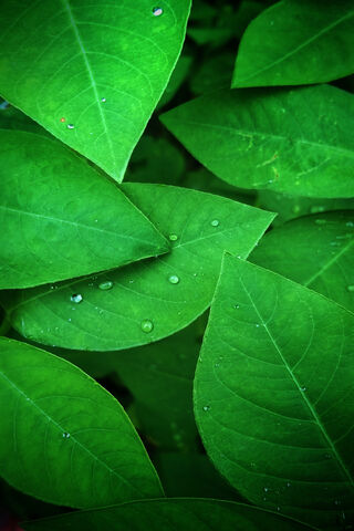 Nature's Green Canvas: The Leaf Symphony 🍃🎨