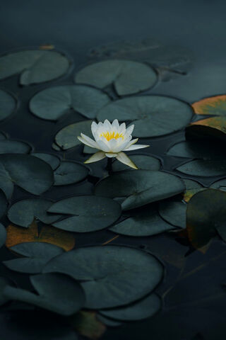 Lotus