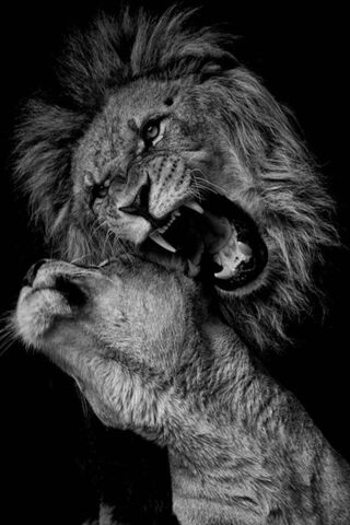 Majestic Roar: The Kings of the Jungle 🦁✨