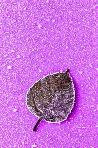 Leaf