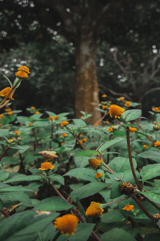 Little Flowers