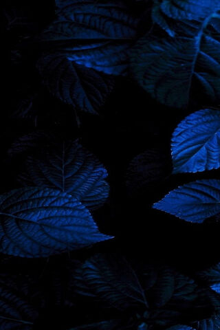 Whispers of the Night 🌙🍃