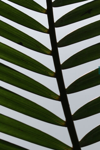 Nature's Green Symphony 🎶🍃