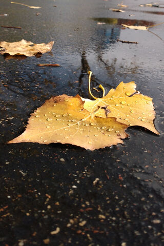 Leaves And Droplets