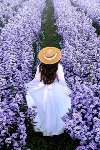 Lavender Field