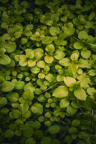 Lush Greenery: Nature's Carpet 🌿