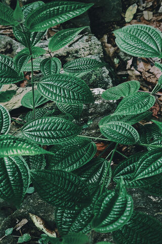 Nature's Green Canvas: The Beauty of Leaves 🍃