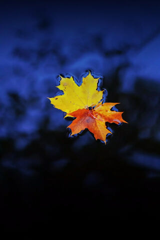 Autumn's Reflection 🌿💧