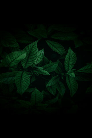 Whispers of Nature: A L..