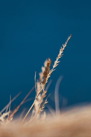 Nature's Fine Details: A Macro Perspective 🌾✨