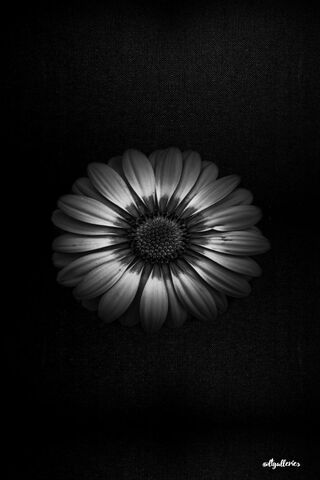 Monochrome Daisy
